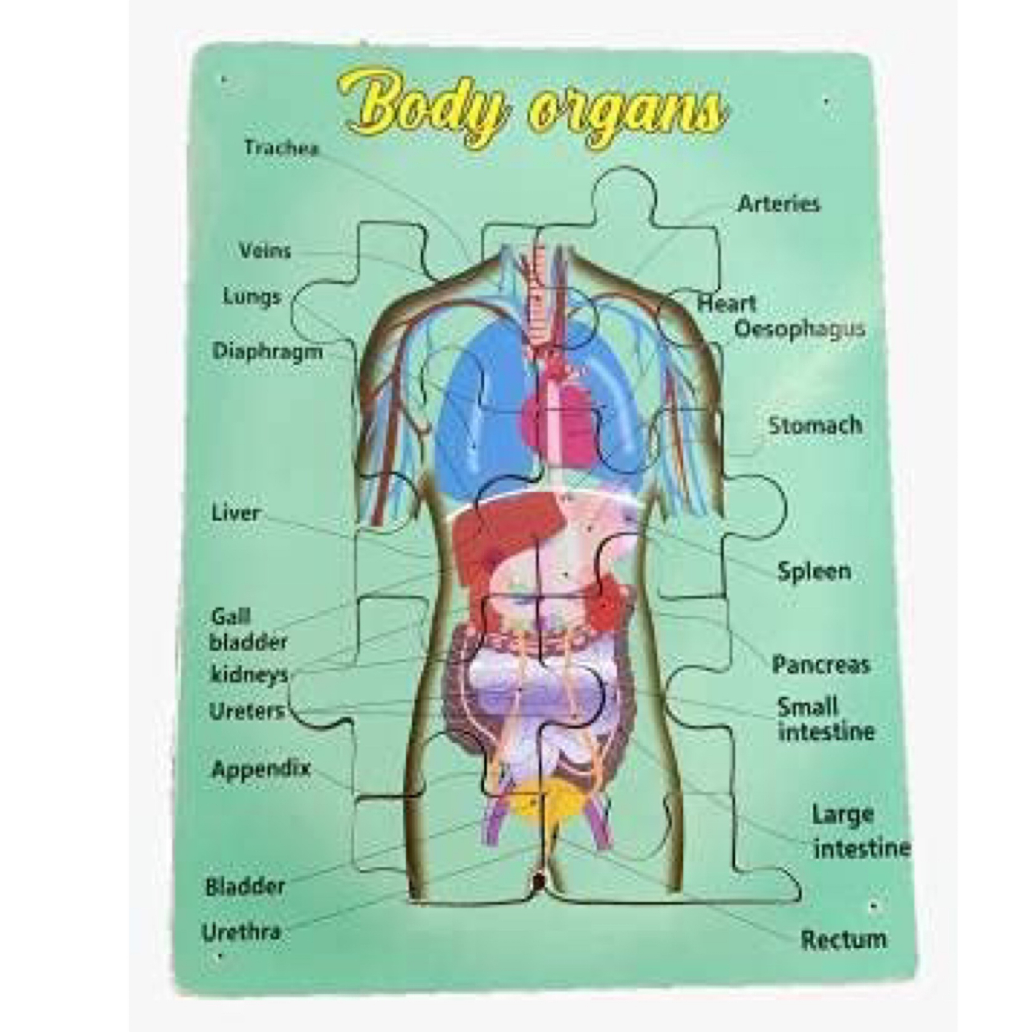 Buy Muthu Groups Body organs online usa [ USA ] 