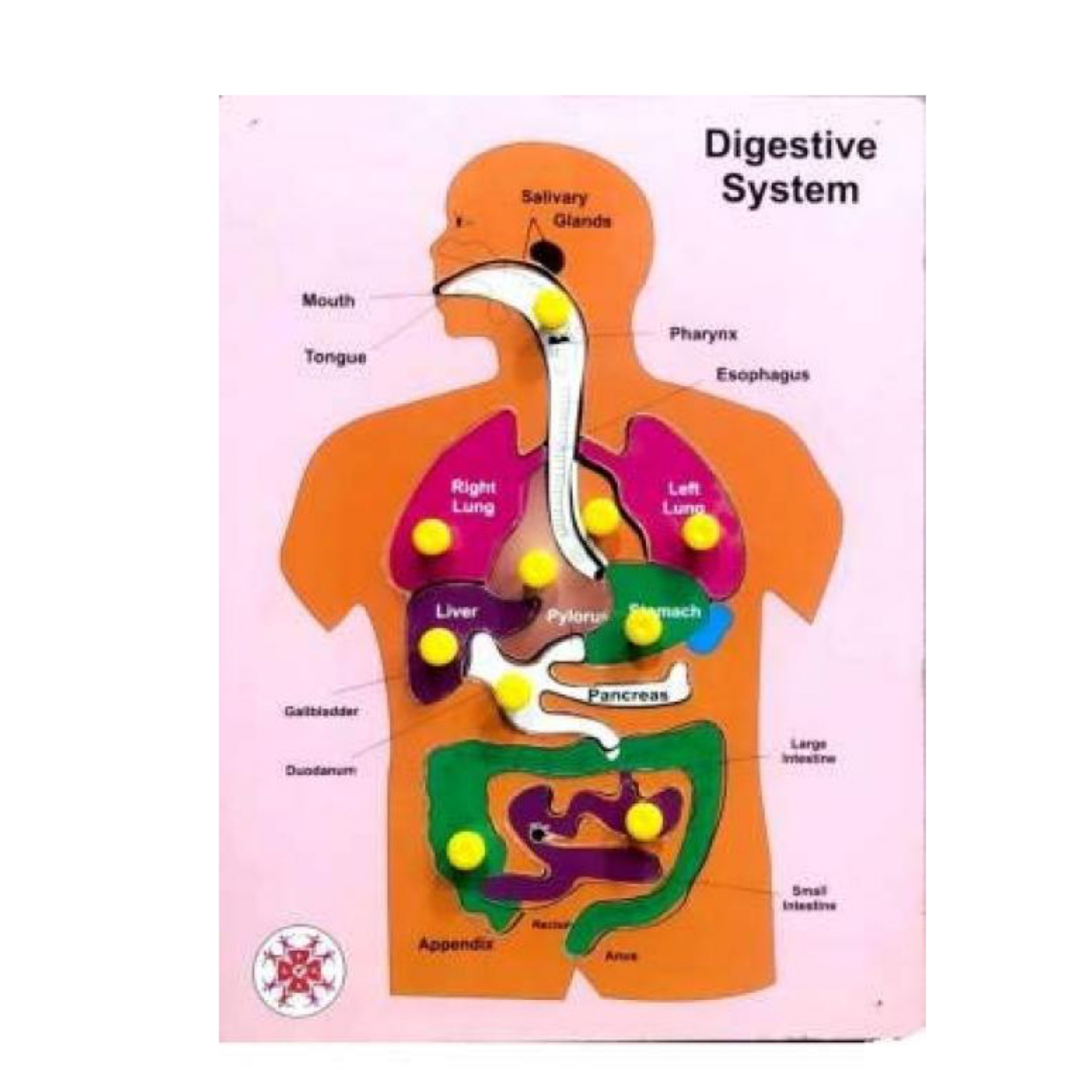 Buy Muthu Groups Digestive system online United States of America [ USA ] 